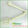 TF14 (12325) Espuma Cortical Concha Anatomía Normal Grande Brazo Derecho Huesos Modelo Ortopédico